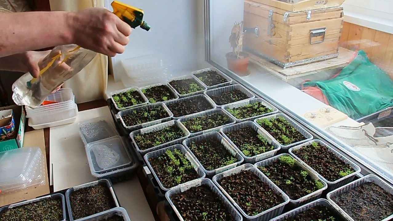 «ТАБАЧНАЯ РАССАДА 7 лет назад: ИЗ МАРТА - В АПРЕЛЬ! СУМКА под трубки» «Сады порока» 4 сезон 1 серия