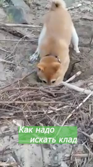 Как надо искать клад . Щенок сиба ину #Shorts