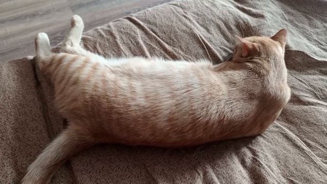 ⚡Если б быстренько забрали с холодной улицы зимою,то был другой бы результат. Теперь- от боли вою⚡