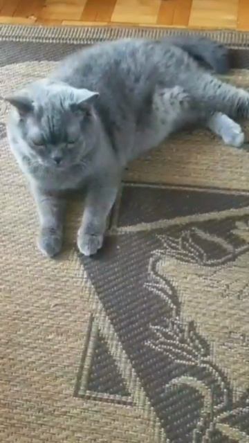 Стихи с котом,про Жучку и точку.