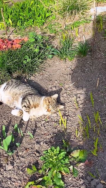 Спящий кот или? Проверяю