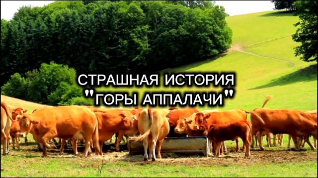 СТРАШНАЯ ИСТОРИЯ | ГОРЫ АППАЛАЧИ | НА НОЧЬ