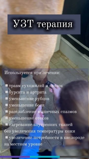 Ультразвуковая терапия (УЗТ) для лошадей в МАКСИМА ВЕТ: ☎️+7-(985)-922-67-58; Https://maximavet.ru/