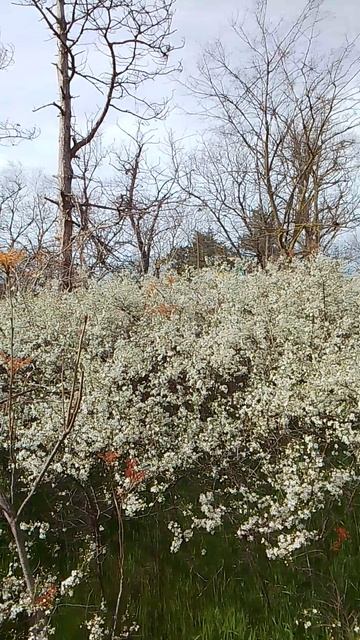 VID_20260408_152123.mp4