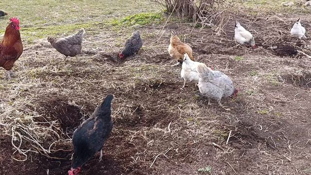 На вольном выгуле куры 🐔🐓 гуси 🪿 + волкодав Ева🐈 хозяюшка Лапа и рыжий кот Фокс🐱 забрал яйца 🪺