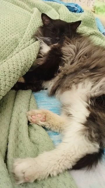 Мишка 😻😻😻