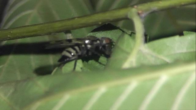 ИНСЕКТАРИЙ: 456. Otites formosa 2V