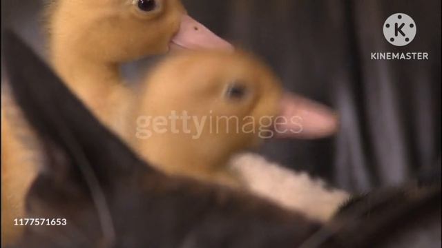 Animals One Be Happen Born?!