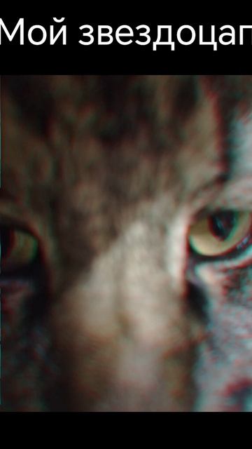 Мой кот похож на звездоцапа