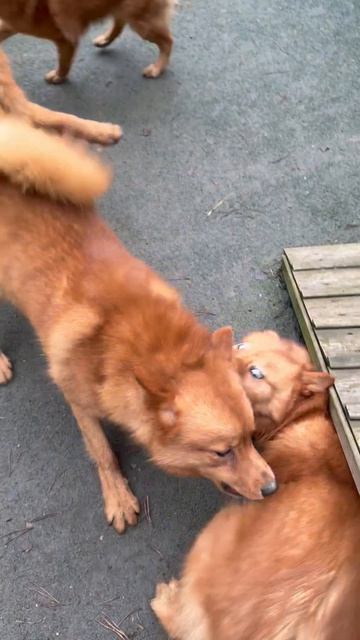 ПОТАСОВКИ карело-финских лаек! The SCUFFLES Of Finnish Spitz!