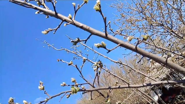 Под красивую музыку просыпается природа 🌳