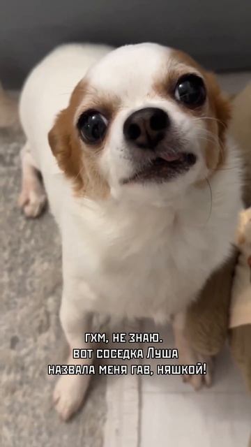 Встал не с той лапы 🐶🐾