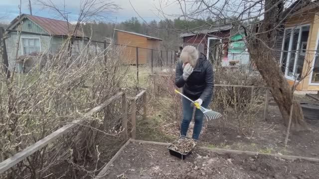 Весенние хлопоты на даче/Обработали розы от болезней и вредителей