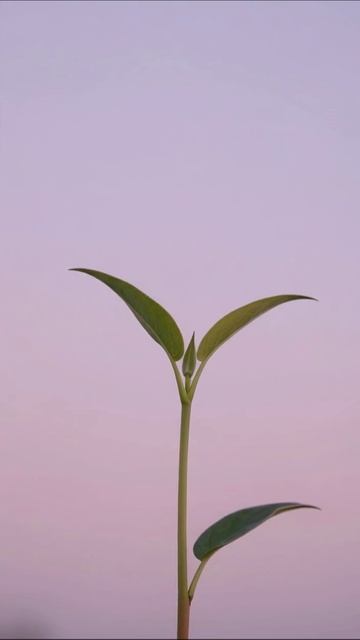 Росток в утреннем свете #природа #растение #экология