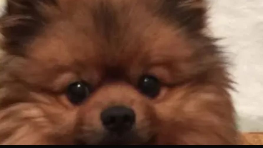 ПУСЯ БОЛЕЕТ