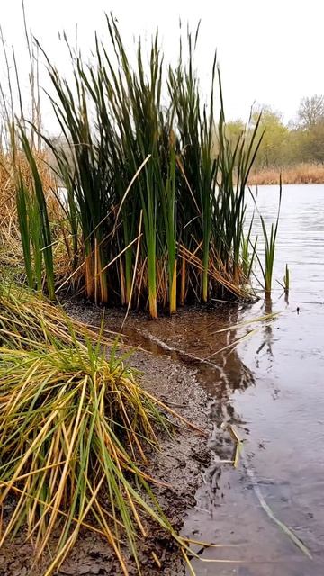 Когда дождь не усиливается, а успокаивает