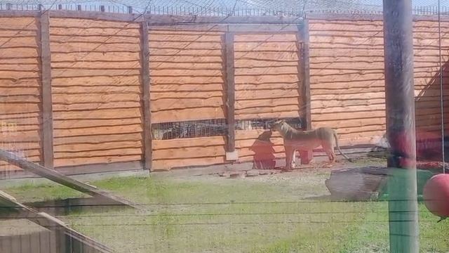 NWRR4435 Видео от Ивана 14.04.2026