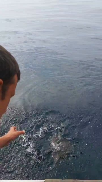 Говорят, ты до сих пор смотришь это видео и плачешь😅 Приходи на рыбалку и поймай свою камбалу на 1.5