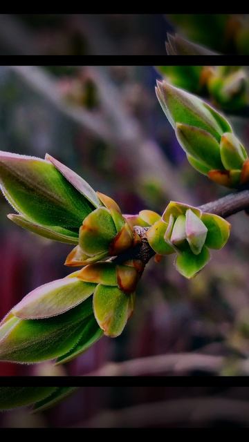 Первая весенняя красота ( 13 апреля)