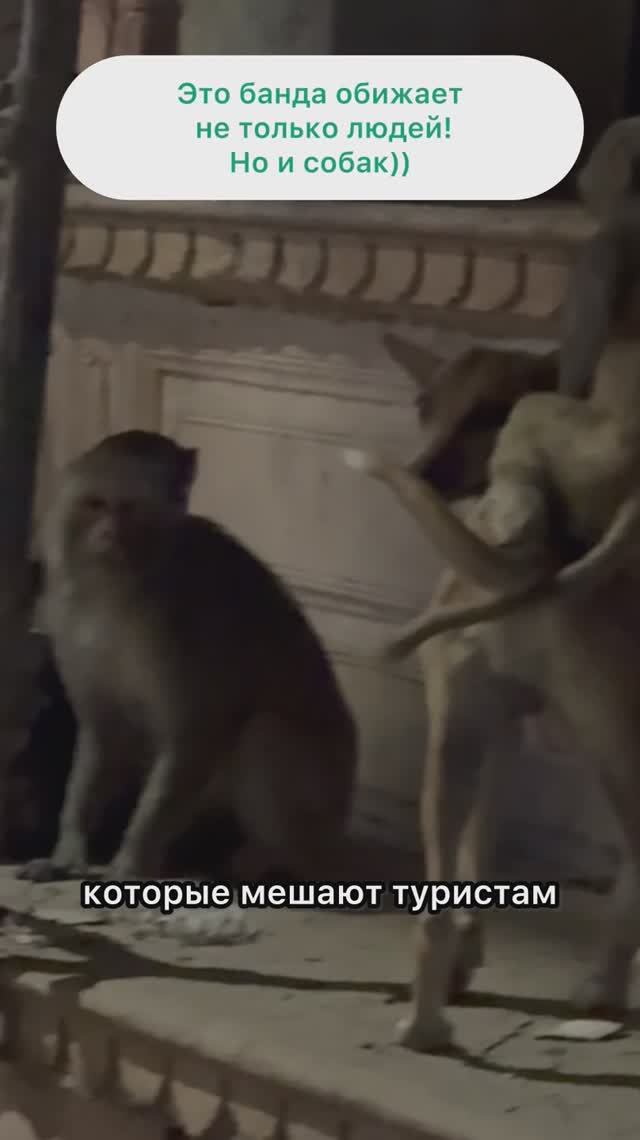 Лангуры потомки Ханумана