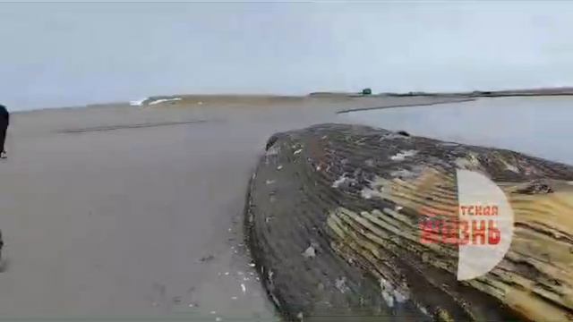 🐳  Огромного кита выбросило на западный берег Камчатки