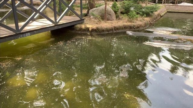 Как делать свой пруд.Глубина водоема