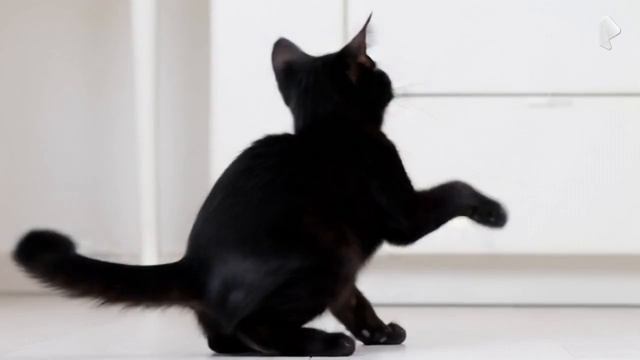 черный котик танцует под музыку
