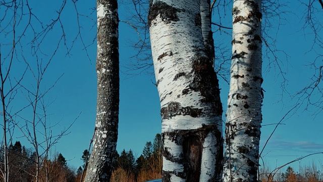 Трансфер Вологда 35