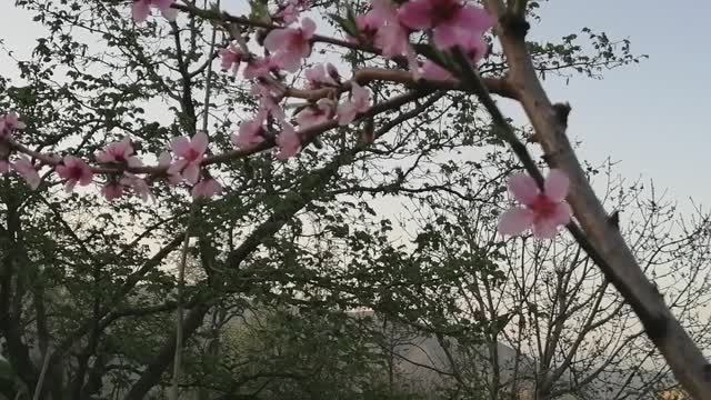 Красивая весна, персики расцвели, птицы поют красиво, весенний пейзаж в горах Дагестана