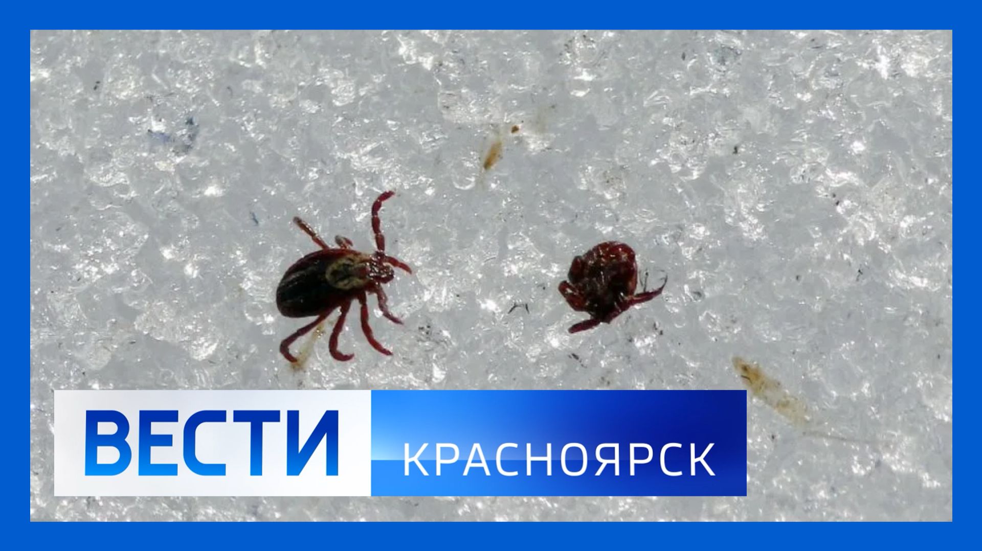 Вести. Красноярск от 02.04.2026