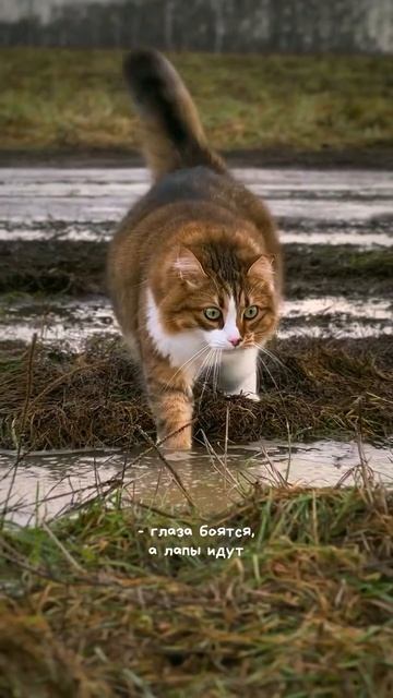 Автор видео: Fru_saga