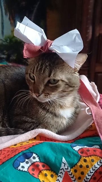 33a08f4011c7ff2dd2b600eaae3185c5