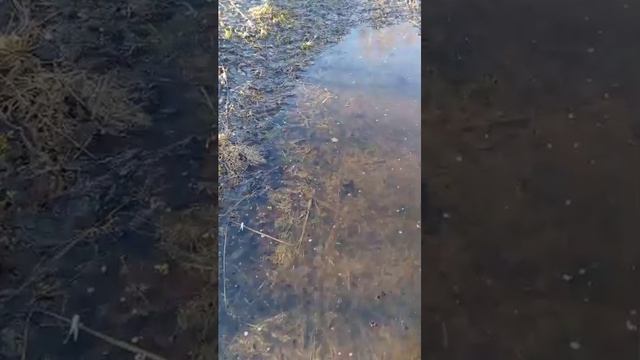 (Boxing Board) лужа