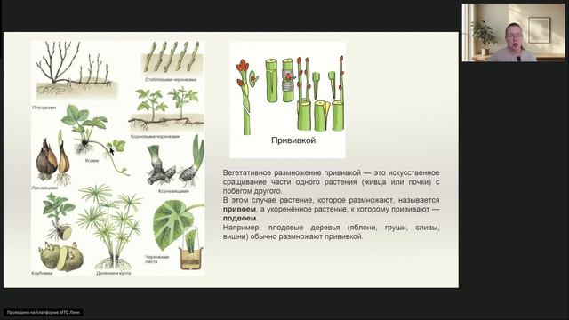 Размножение организмов