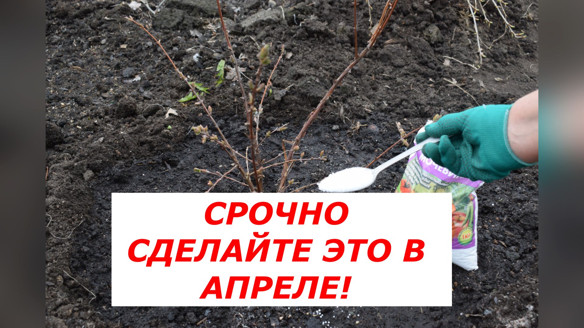 Жимолость проснулась! Что сделать в саду прямо сейчас, чтобы не остаться без ягод?