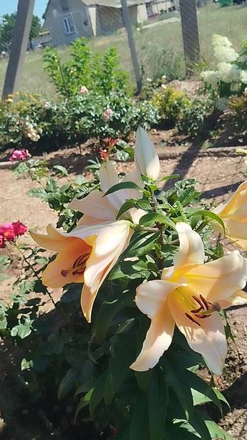 Лилия ОТ гибрид Зельмира.