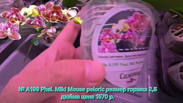 № А199 Phal. Miki Mouse Peloric размер горшка 2,5 дюйма