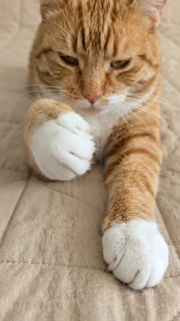 Я не колбаса. Я кот.