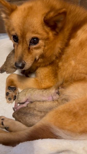 НОВОРОЖДЕННЫЕ щенки и мамка! NEWBORN Pups And Mommy!
