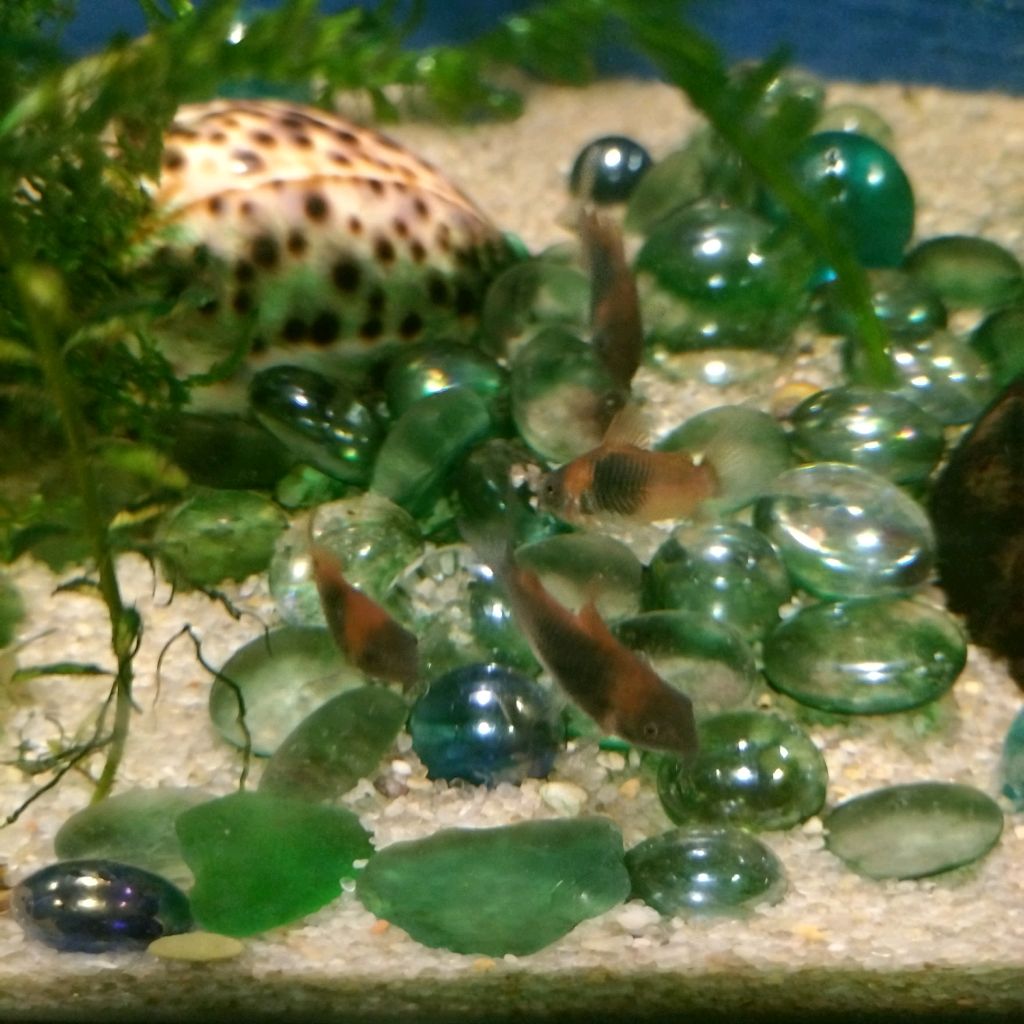 87dd24fcd385e7d358a8448f131dd089