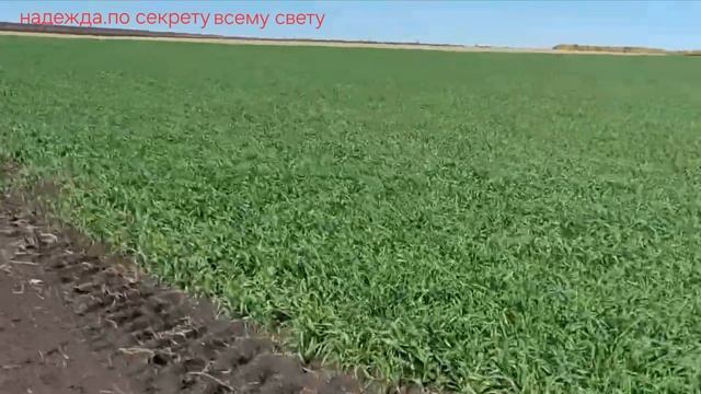 РОДНАЯ ЗЕМЛЯ.