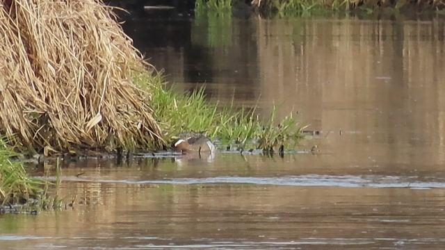 Дивные утки / Наблюдаем за парой Чирков-трескунков /Вторая серия (14 апреля 2026)
