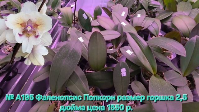 № А195 Фаленопсис Попкорн размер горшка 2,5 дюйма