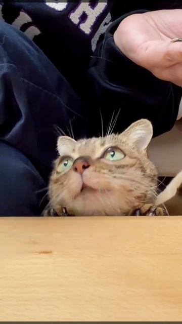 Тот самый котёнок с дворфизмом из моих видео на канале