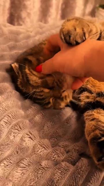 ТЫ СПИШЬ ВЕСЬ ДЕНЬ #чессикошка #cat #сон