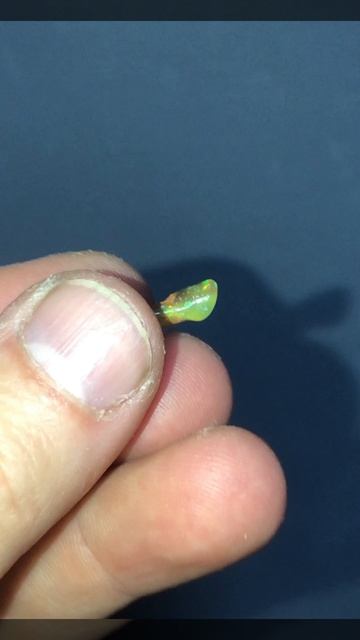 Эфиопский опал, самородки #1750