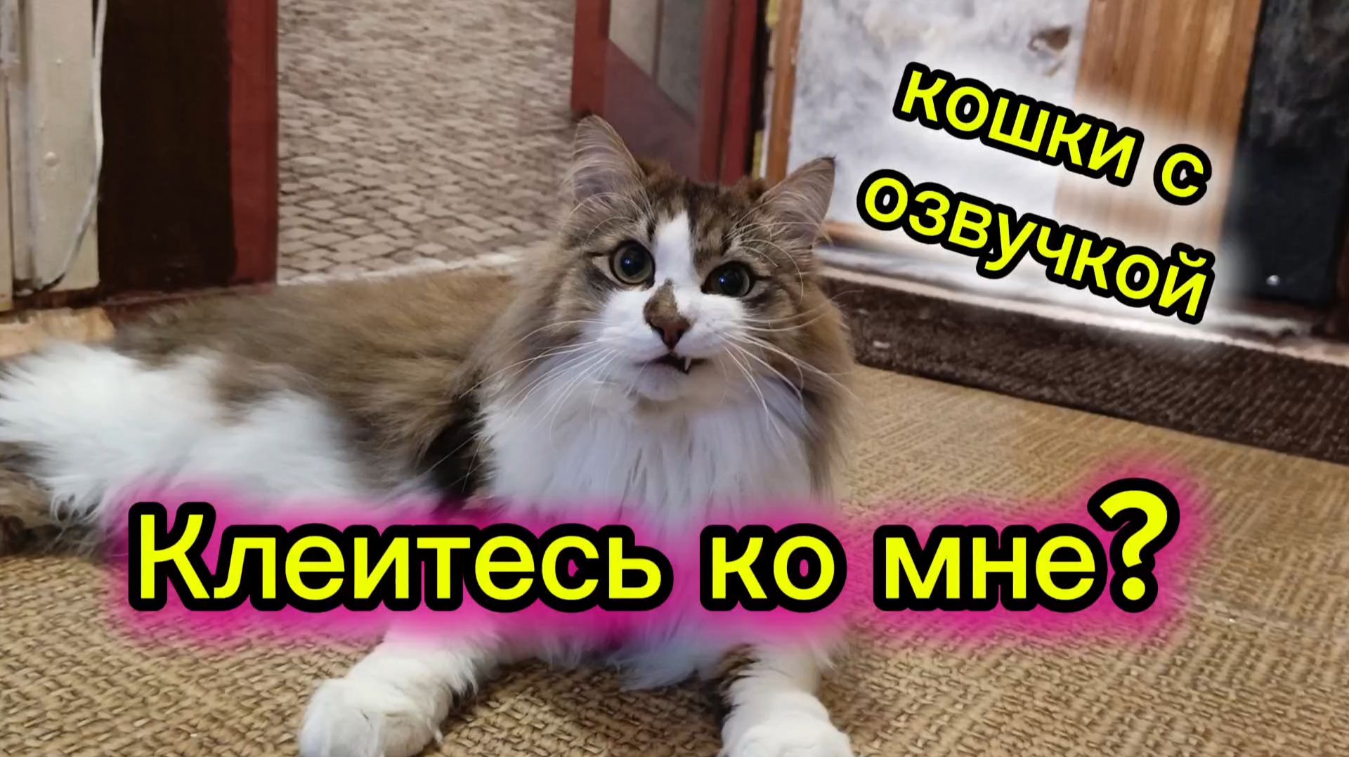 КОШКИ С ОЗВУЧКОЙ. Клеитесь ко мне?