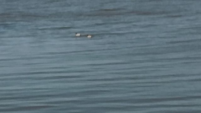 Домашние дикие уточки - Как плавает утка - смотреть онлайн 2026.04.15