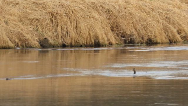Дивные утки / Наблюдаем за парой Чирков-трескунков /Пятая серия (14 апреля 2026)