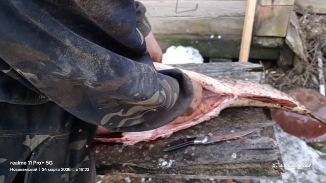 Разделка Трофейной щуки.